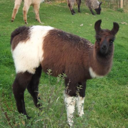 Pippa llama for sale
