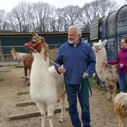 halter-trained llamas