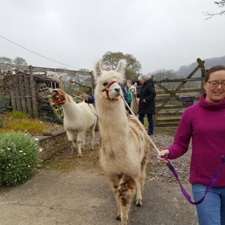 halter-training llamas