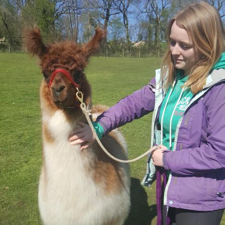 halter training llamas