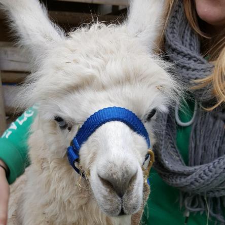 Bowie llama halter