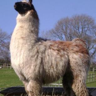 woolly llama stallion