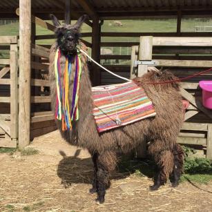 adopt a llama